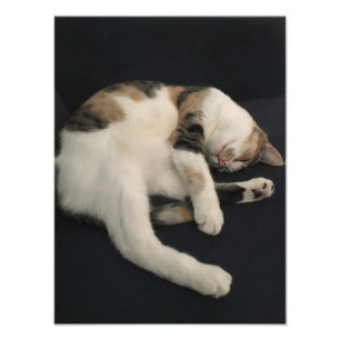 Impression Photo Calico kitty cat