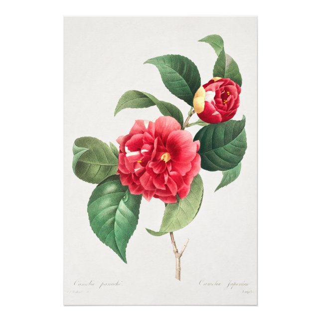 Impression Photo Camélia panaché, Pierre-Joseph Redouté, 1833 (Devant)