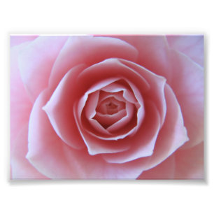 Impression Photo Camélia rose