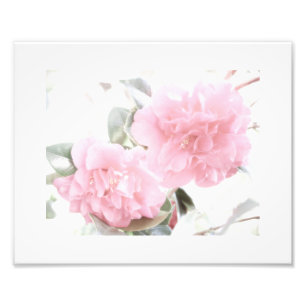 Impression Photo Camellias rose pâle