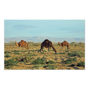 Impression Photo Camels, Tunisie