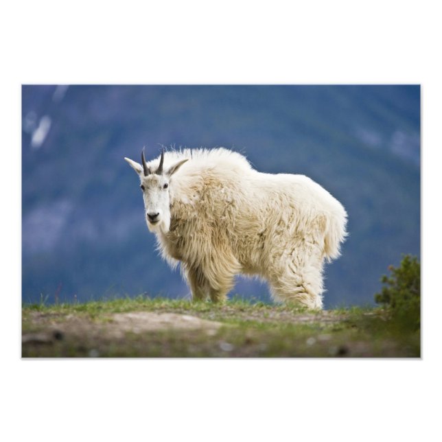 Impression Photo Canada, Alberta, Parc national Jasper, (Devant)