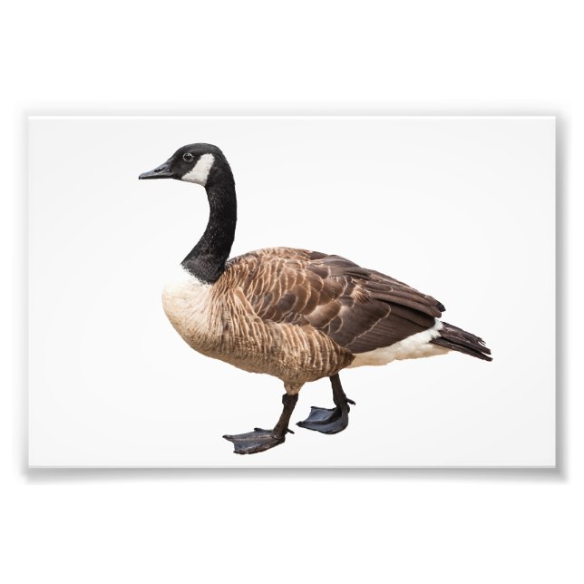Impression Photo Canada Goose (Devant)