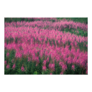 Impression Photo Canada, Québec, Gaspé. Fleurs de Lythrum pourpre,