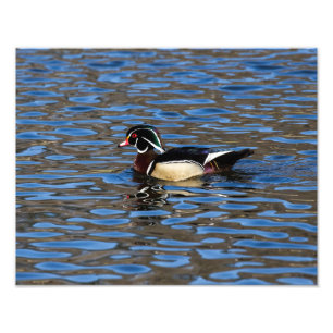 Impression Photo Canard à bois mâle