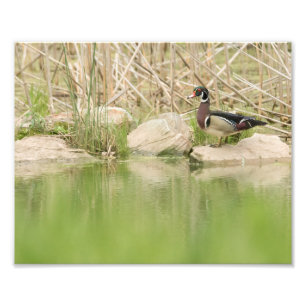 Impression Photo Canard à bois sur les rochers de l'étang