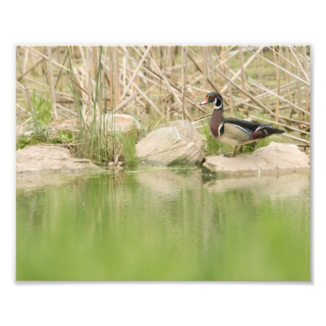 Impression Photo Canard à bois sur les rochers de l'étang (Devant)