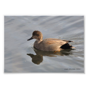 Impression Photo Canard à mur 5X7