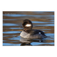 Canard à tête de lit sucrée sur les eaux éclairées