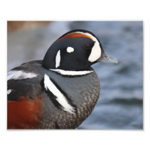 Impression Photo Canard arlequin