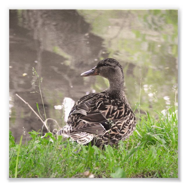 Impression Photo Canard colvert (Devant)