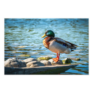 Impression Photo Canard colvert debout sur des rochers du rivage au