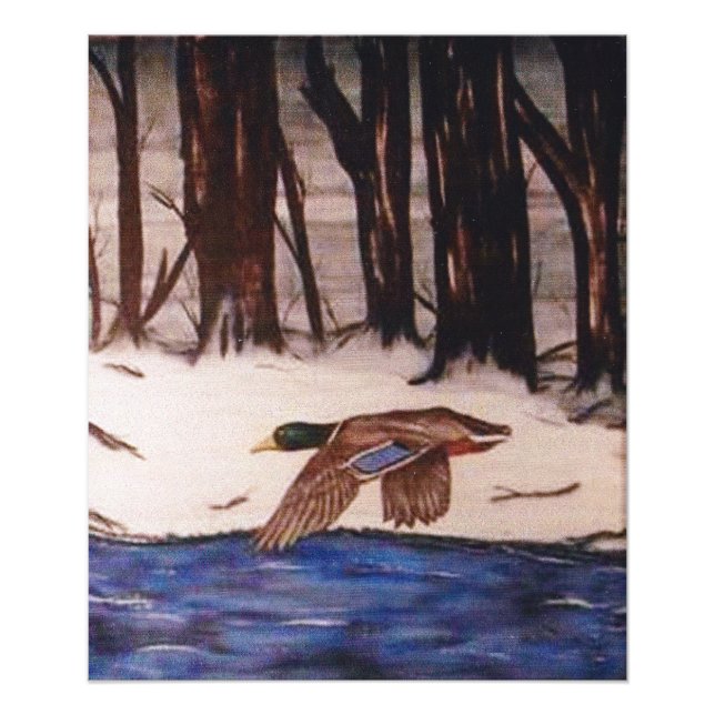 Impression Photo Canard colvert en mission (Devant)