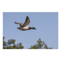 Canard colvert en vol