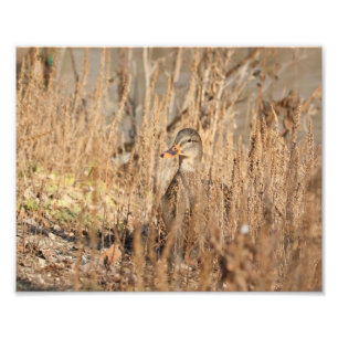 Impression Photo Canard colvert féminin dans les roseaux