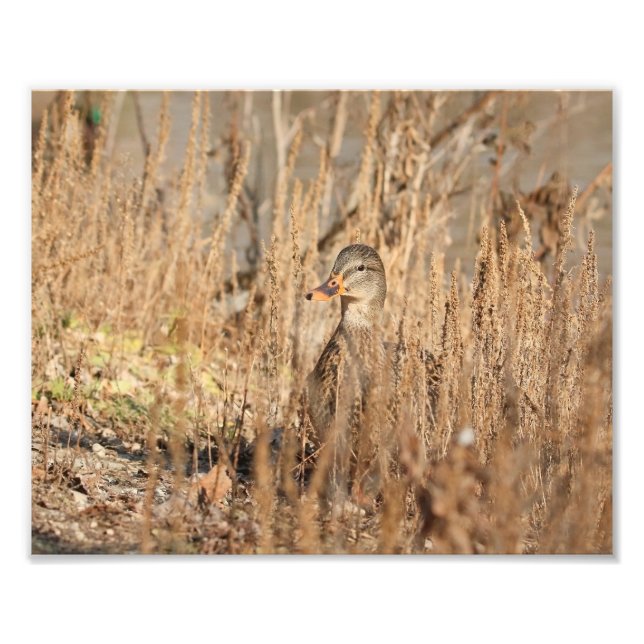 Impression Photo Canard colvert féminin dans les roseaux (Devant)