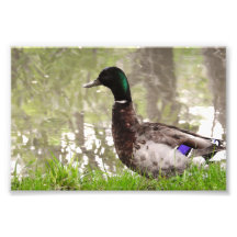 Canard colvert pensif