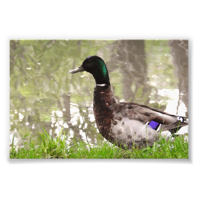 Impression Photo Canard colvert pensif (Devant)