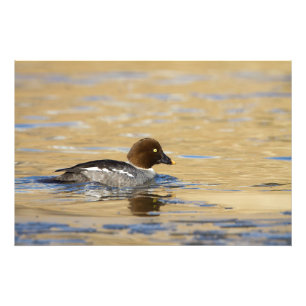 Impression Photo Canard commun de Goldeneye