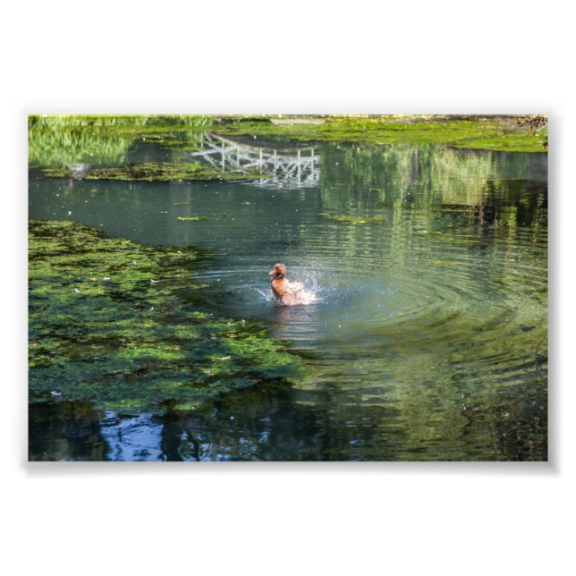 Impression Photo Canard coulant dans un étang (Devant)