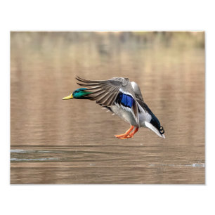 Impression Photo canard de 14x11 Mallard en vol
