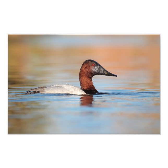 Impression Photo canard de canvasback mâle (Devant)