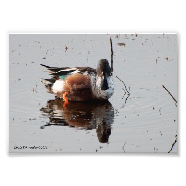 Impression Photo Canard de douche nord 5X7 (Devant)
