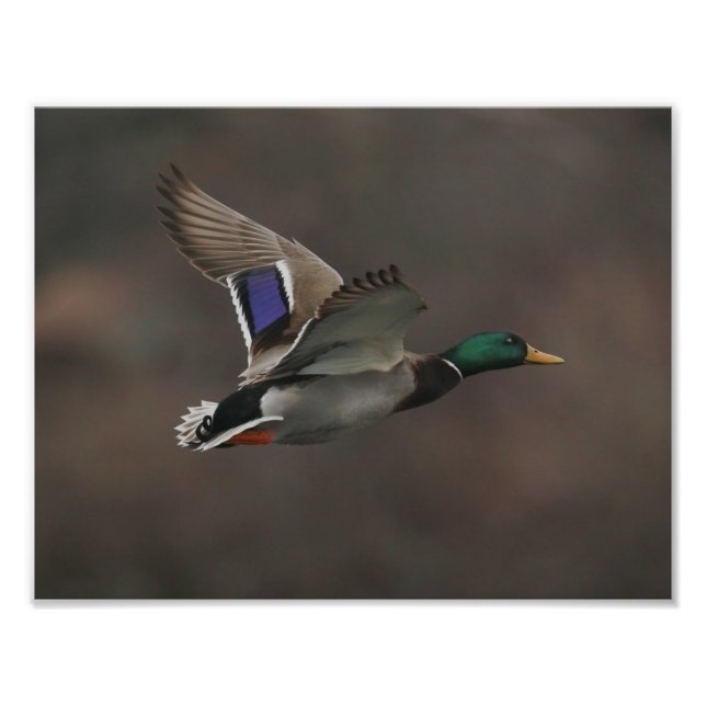 Impression Photo Canard de Mallard en vol - 1 (Devant)