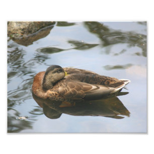 Impression Photo Canard dormant Brown Mallard 10x8 Nature