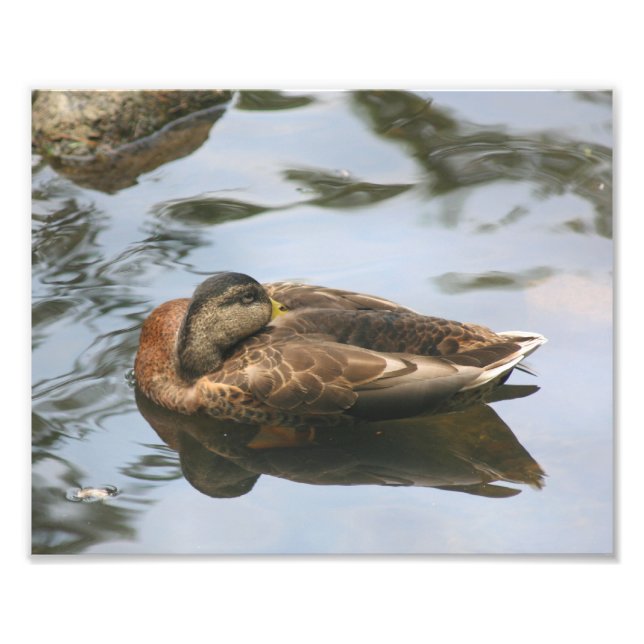 Impression Photo Canard dormant Brown Mallard 10x8 Nature (Devant)