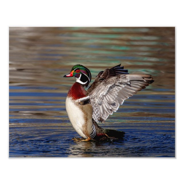 Impression Photo Canard en bois 14x11 (Devant)