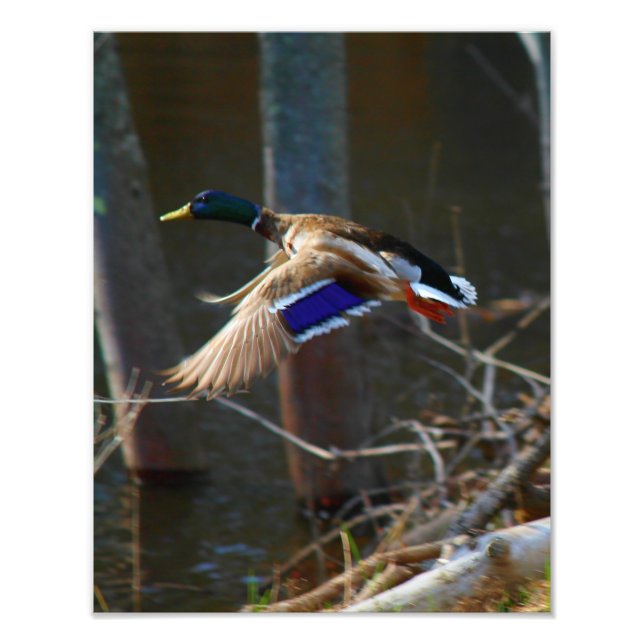 Impression Photo Canard Male En Vol (Devant)