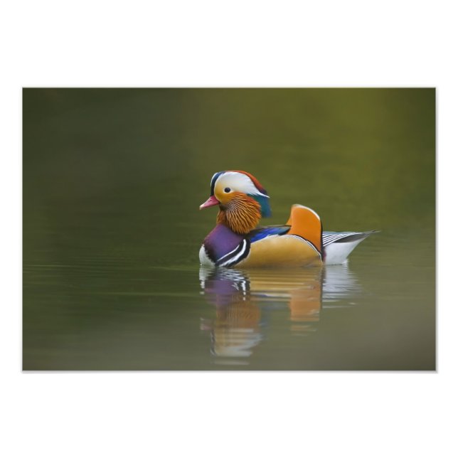 Impression Photo Canard mandarin sauvage (Aix galericulata) sur fon (Devant)