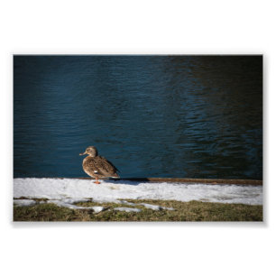 Impression Photo Canard solitaire