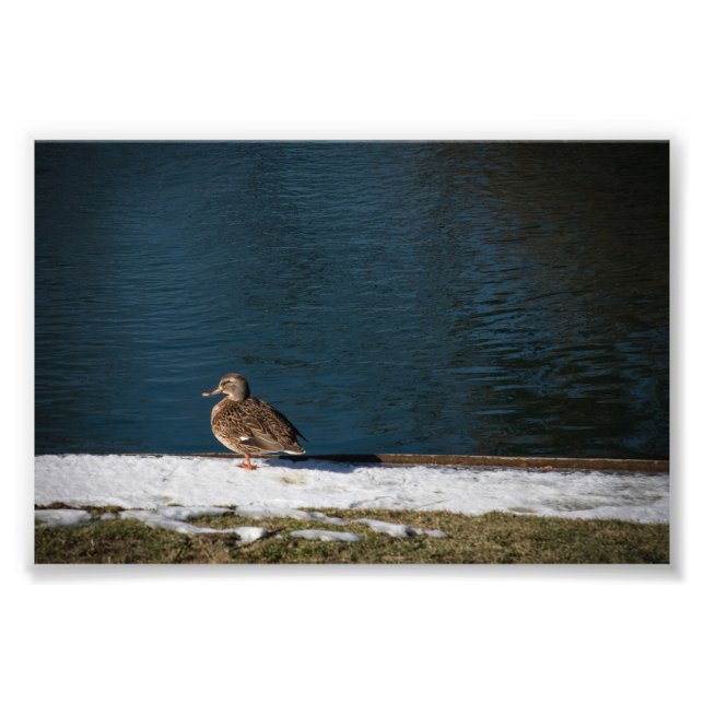 Impression Photo Canard solitaire  (Devant)