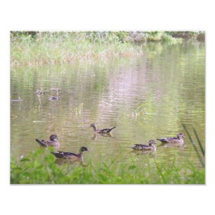 Impression Photo Canards à bois socialisation