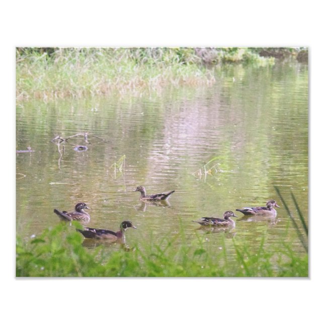 Impression Photo Canards branchus sociabilisant (Devant)