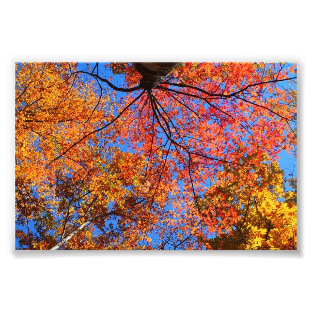 Impression Photo Canopée d'automne (Devant)