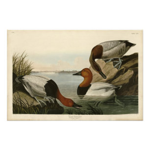 Impression Photo Canvas Duck d'Audubon's Birds of America