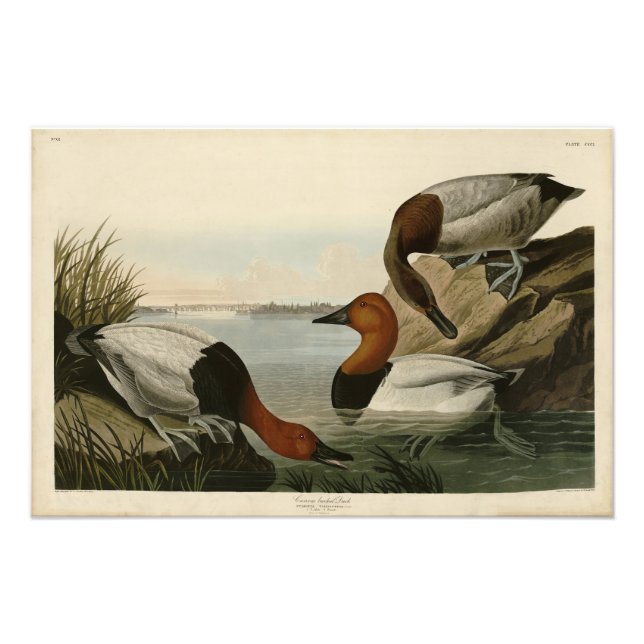 Impression Photo Canvas Duck d'Audubon's Birds of America (Devant)