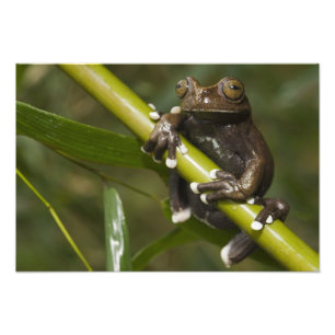 Impression Photo Captive Tapichalaca Grenouille Hyloscirtus