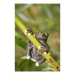 Impression Photo Captive Tapichalaca Grenouille Hyloscirtus