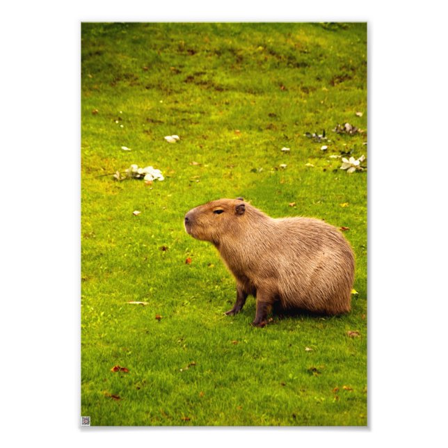 Impression Photo Capybara (Devant)