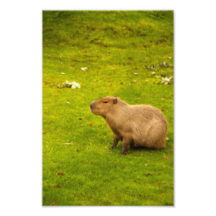 Impression photo Capybara