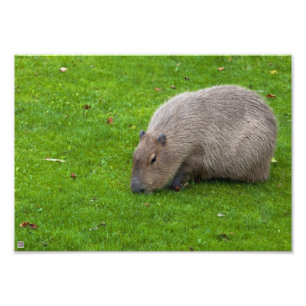 Impression Photo Capybara Extraordinaire