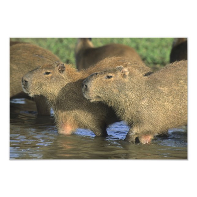 Impression Photo Capybara, Hydrochaeris hydrochaeris), plus (Devant)