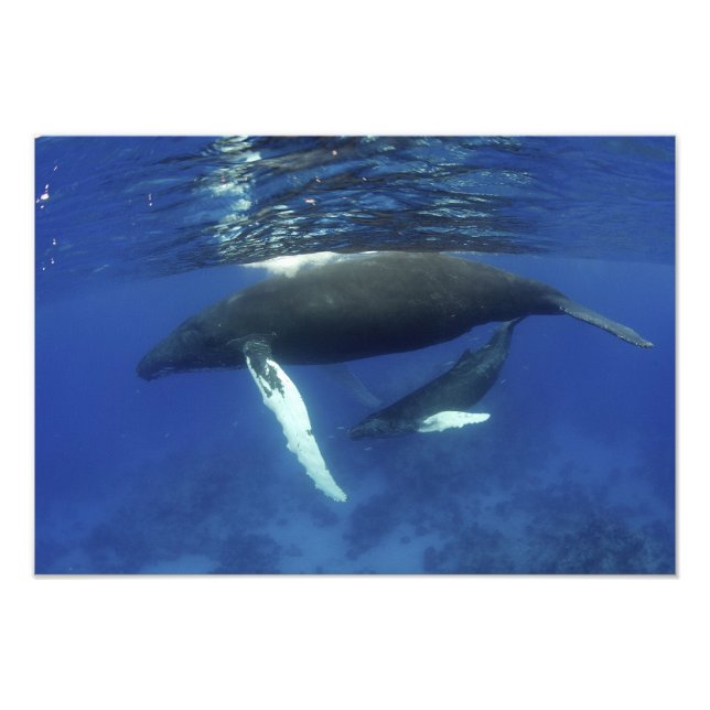 Impression Photo Caraïbes, archipel des Grandes Antilles, (Devant)