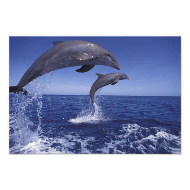 Impression Photo Caraïbes, dauphins à gros nez (Devant)