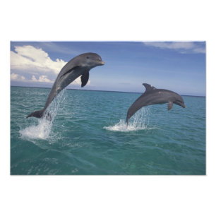 Impression Photo Caraïbes, dauphins à gros nez