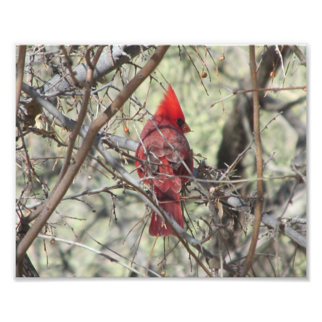 Impression Photo Cardinal (Devant)